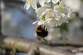 Resize of IMG_9466